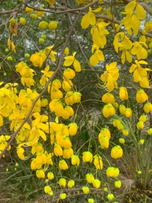 Golden Shower Tree