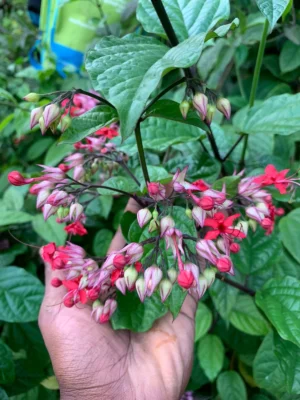 Red Bleeding Heart Vine