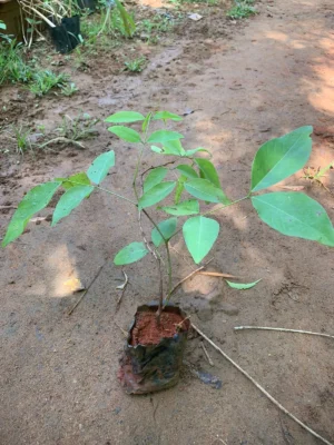 Sarakondrai Plant