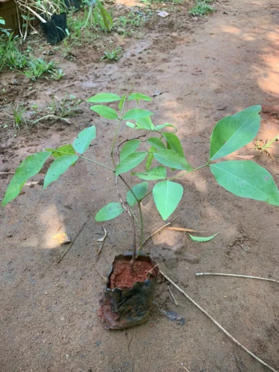 Sarakondrai Plant