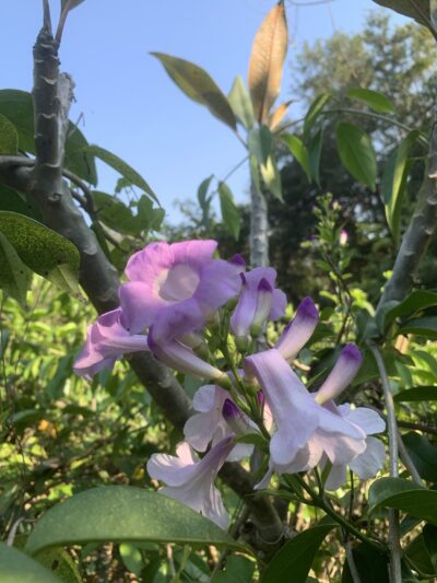 Mansoa Alliacea - Garlic Vine - Garlic Creeper