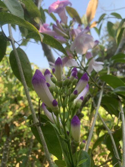 Mansoa Alliacea - Garlic Vine - Garlic Creeper - Image 2