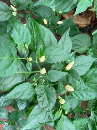 Seeni Milagai - சீனி மிளகாய் - காந்தாரி மிளகாய் - கோல்கொண்டா மிளகாய் - Capsicum Frutescens