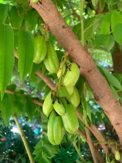 Averrhoa bilimbi