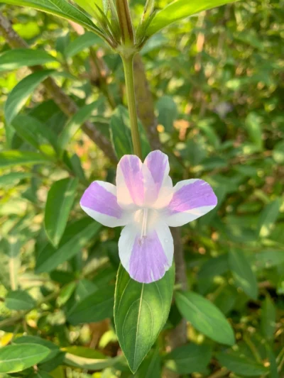 December Flower Purple White