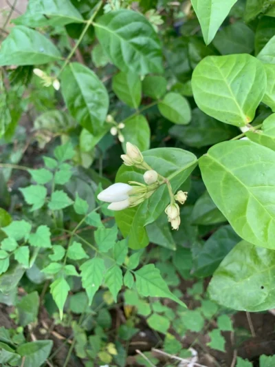 Jasmine Mogra -Chameli Creeper Flower Plant