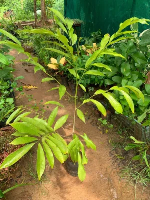 Manoranjitham - Big Plant