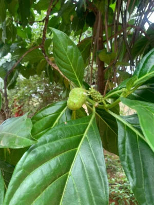 Morinda Citrifolia