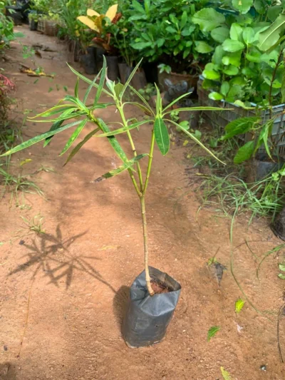 Oleander White