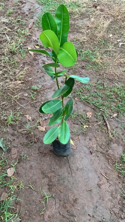 Punnai Maram
