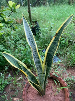 Snake Plant Yellow (Sansevieria Yellow Long)