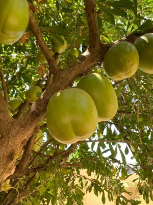 Thiruvodu Tree