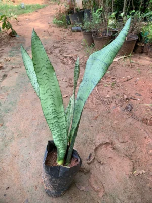 Wild Snake Plant