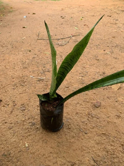 Wild Snake Plant