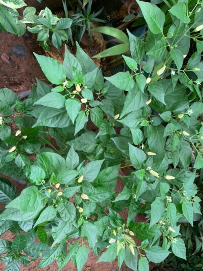 Seeni Milagai - சீனி மிளகாய் - காந்தாரி மிளகாய் - கோல்கொண்டா மிளகாய் - Capsicum Frutescens - Image 2