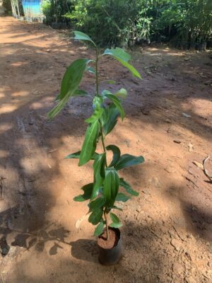 Cinnamon Leaves Tree - இலவங்க இலை - கருவா மர இலை - Lavanga ilai Plant   - Big Size