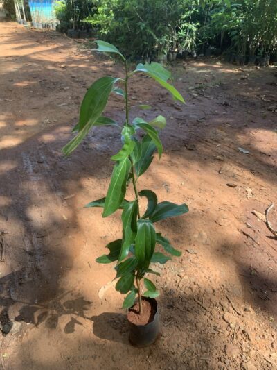 Cinnamon Leaves Tree - இலவங்க இலை - கருவா மர இலை - Lavanga ilai Plant   - Big Size