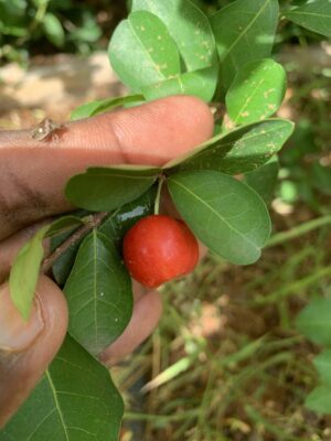 Barbados Cherry Plant - Malpighia Emarginata - West Indian Cherry- Wild Crepe Myrtle - Acerola