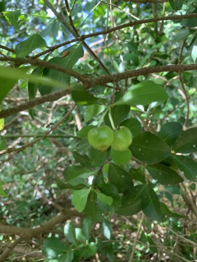 Barbados Cherry Plant - Malpighia Emarginata - West Indian Cherry- Wild Crepe Myrtle - Acerola - Image 3