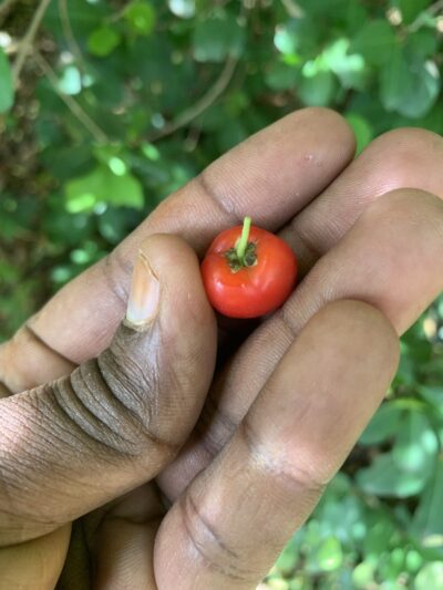 Barbados Cherry Plant - Malpighia Emarginata - West Indian Cherry- Wild Crepe Myrtle - Acerola - Image 2