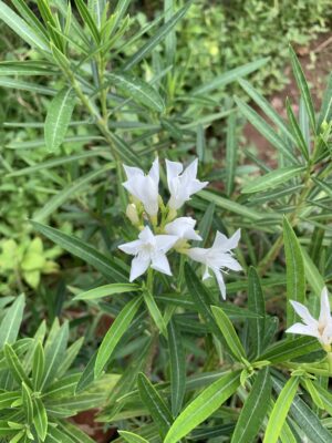 Oleander White Flower Plant – Arali White Plant – அரளி பூ வெள்ளை