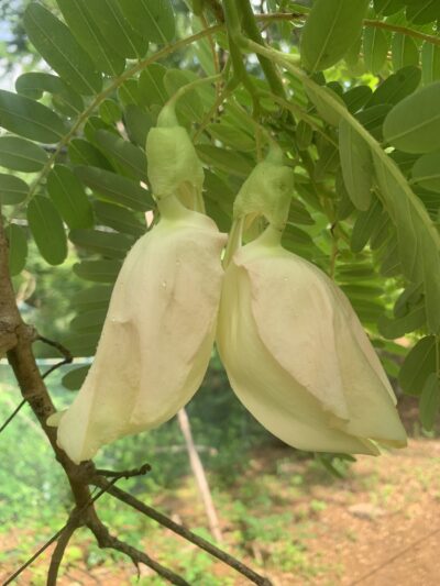 Agathi Keerai Plant - Hummingbird Tree Leaves - Sesbania Grandiflora - அகத்தி கீரை