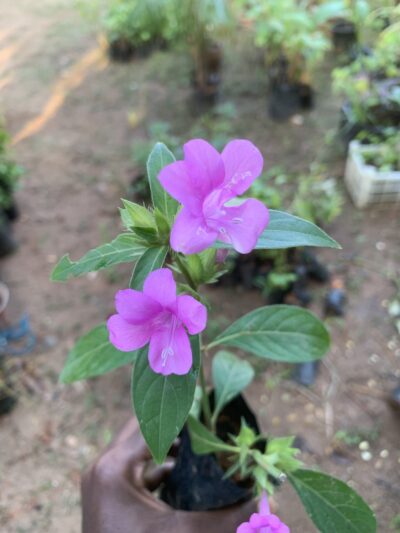 December Flower Pink - Pink Color December Poo - Barleria Cristata - Bluebell Barleria - Philippine Violet - ப்ங் டிசம்பர் பூ செடி