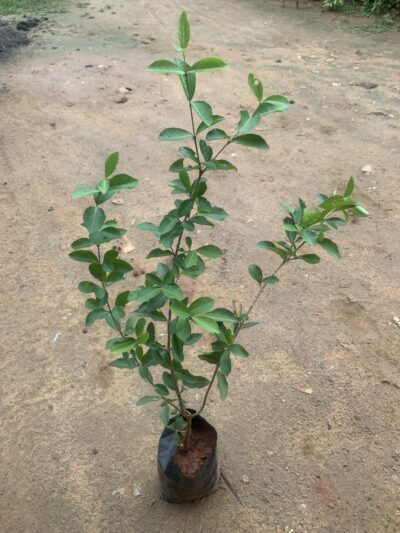 Barbados Cherry Plant - Malpighia Emarginata - West Indian Cherry- Wild Crepe Myrtle - Acerola - Image 2