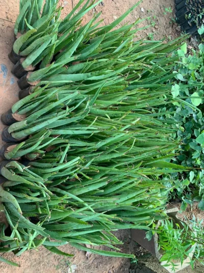 Aloe Vera Fresh Plant