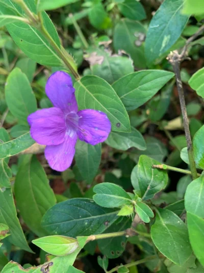 December Poo Violet Color