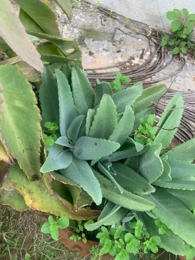 Donkey Ear Plant