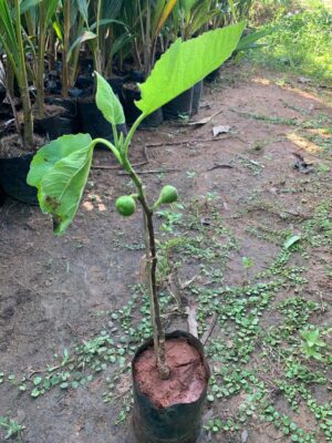 Israel fig Plant