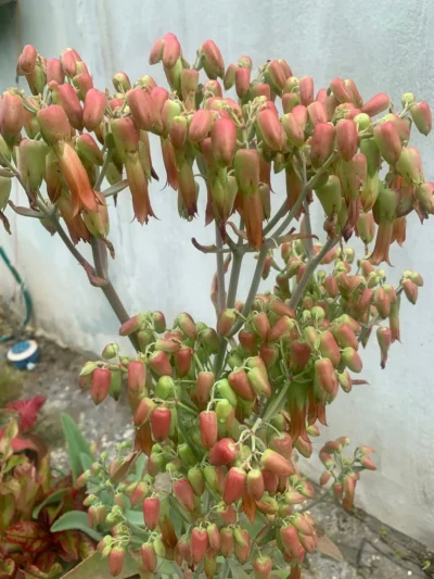 Kalanchoe Gastonis - Bonnieri