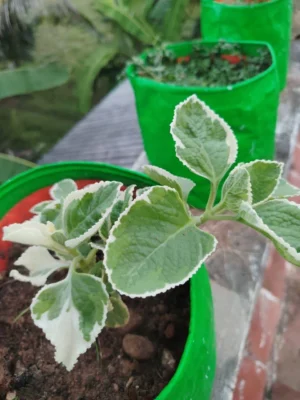 Mexican Mint Variegated