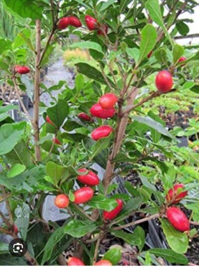 Miracle Fruit Plant