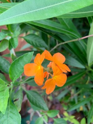 Orange Kanakambaram