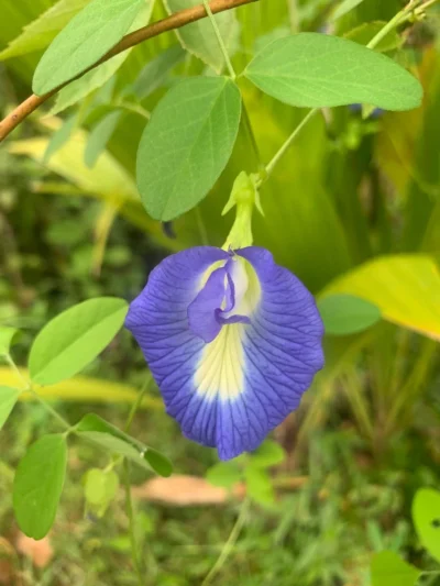 Sangu Poo Blue Live Plant