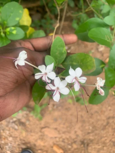 Seaside Clerodendron