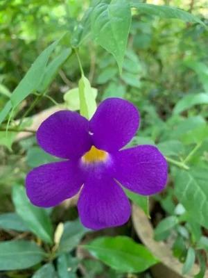 Thunbergia Erecta