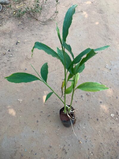 Cardamom Plant - ஏலக்காய் செடி - Elachi Plant