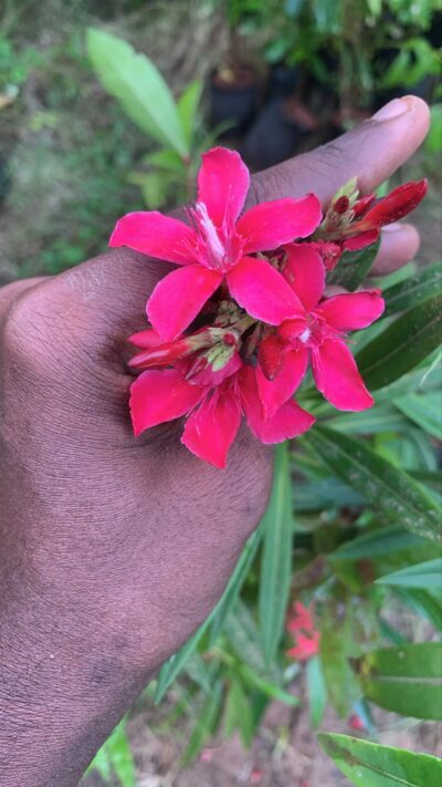 Oleander Dark Pink Flower Plant – Arali Dark Pink Plant – அரளி பூ அடர் ப்ங்