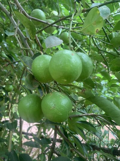 Lemon Fruit Plant - Elumichai Fruit Plant - Citrus Fruit Plant - எலுமிச்சை பழக்கன்று