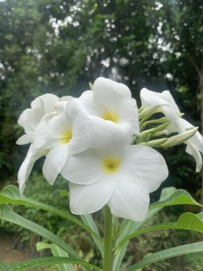 Plumeria pudica -  ப்ளூமேரியா புடிகா