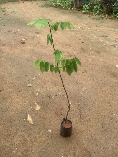 Thavasi Keerai - Multivitamin Plant -Sauropus Androgynus - Multigreen Plant -தவசி கீரை - Image 2