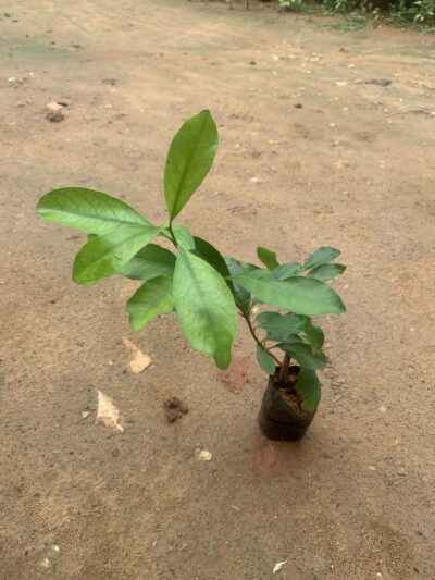 Ixora White Plant - இட்லி பூ வெள்ளை - Image 2