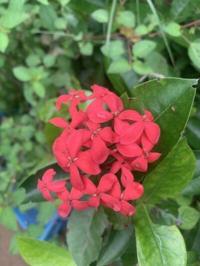 Ixora Pink - All time flowering - Idly Poo Pink - இட்லி பூ ப்ங்