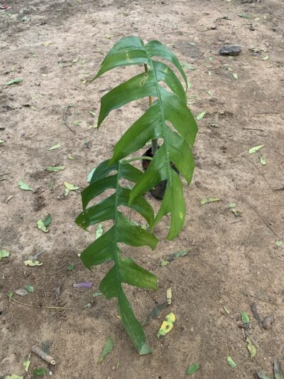 Dragon Tail Monstera Plant - Image 2