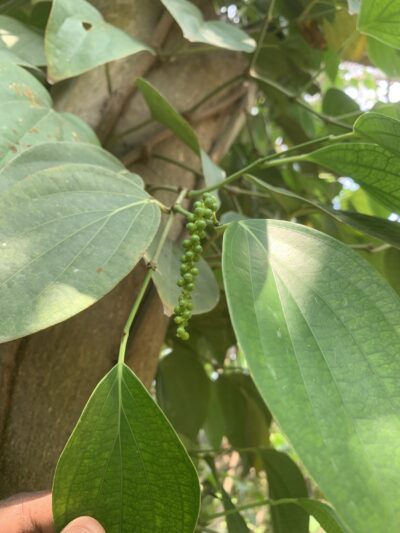 Black Pepper Plant - Milagu Kodi Plant - மிளகு கொடி - Image 2