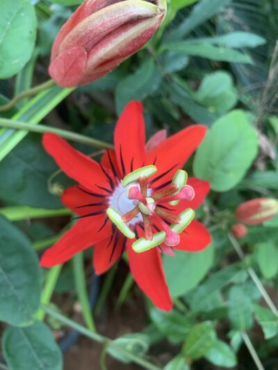 Passion Flower Red Colour – Krishna kamalam Sivappu – Passiflora caerulea – Jumkalata – சிவப்பு கிருஷ்ண கமலம் செடி