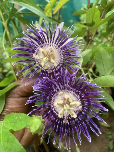 Passion Flower - Krishna kamalam - Passiflora caerulea - Jumkalata - கிருஷ்ண கமலம் செடி